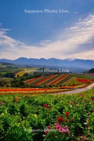 四季彩の丘と十勝岳連峰