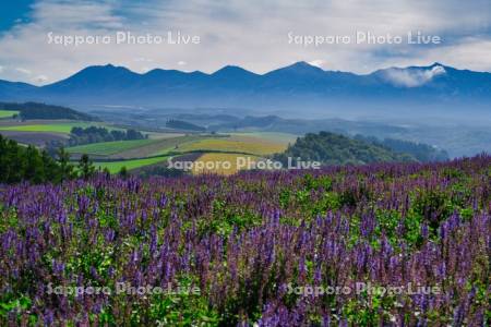 四季彩の丘と十勝岳連峰
