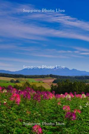 四季彩の丘と大雪山