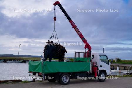 コンブの荷揚げ