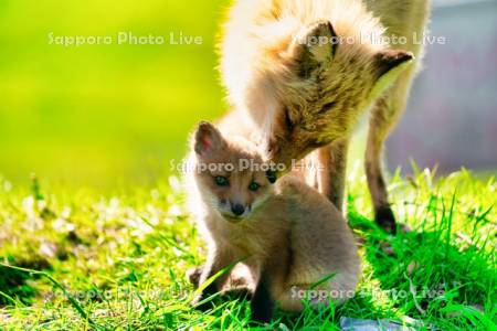 キタキツネの親子