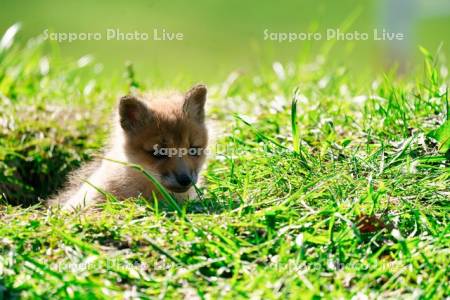 キタキツネ　子ぎつね
