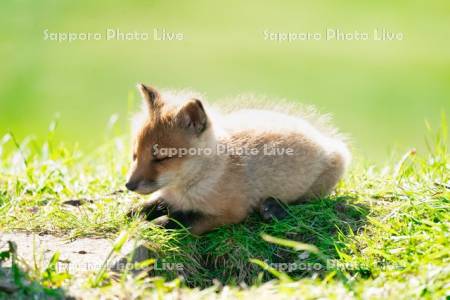 キタキツネ　子ぎつね