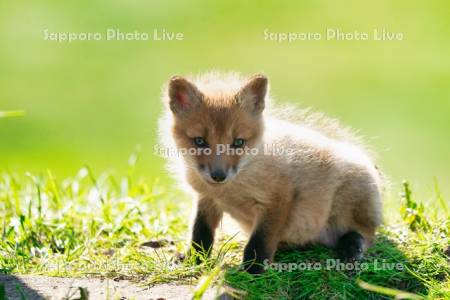 キタキツネ　子ぎつね