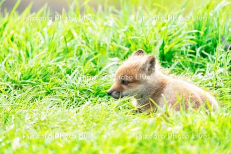 キタキツネ　子ぎつね