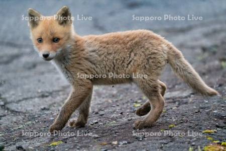 キタキツネ　子ぎつね