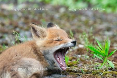 欠伸するキタキツネ　子ぎつね