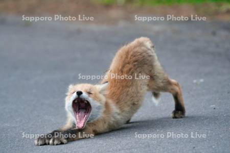 欠伸するキタキツネ　子ぎつね