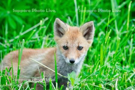 キタキツネ　子ぎつね