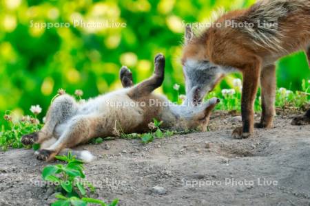 じゃれ合うキタキツネ　子ぎつね
