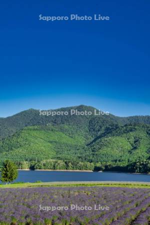かなやま湖とラベンダー