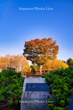 函館市　市民の森