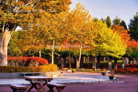 函館市　市民の森