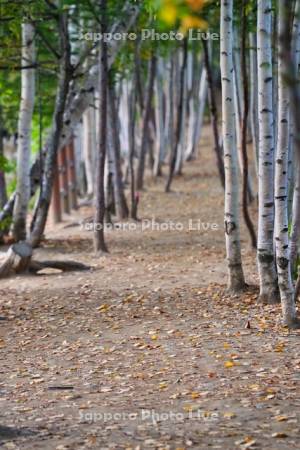 白樺並木