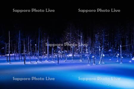 青い池　ライトアップ