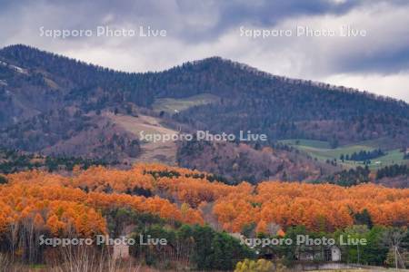 富良野スキー場