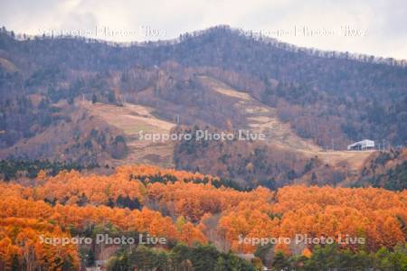 富良野スキー場