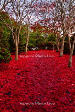 平岡樹芸センター紅葉のトンネル
