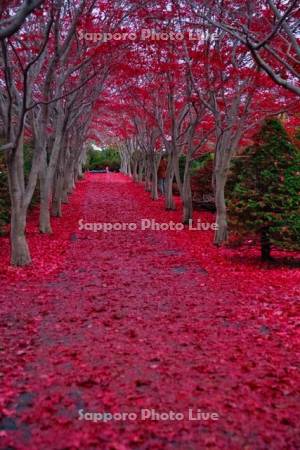 平岡樹芸センター紅葉のトンネル
