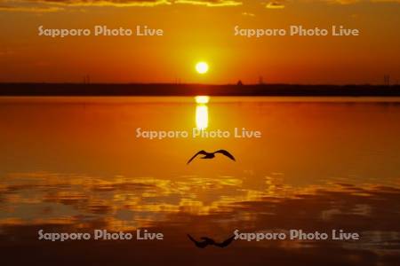 ウトナイ湖の日の出とハクチョウ
