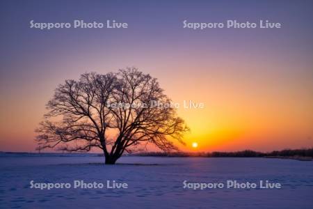 ハルニレの木と日の出