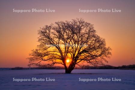 ハルニレの木と日の出