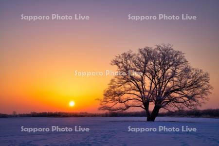 ハルニレの木と日の出