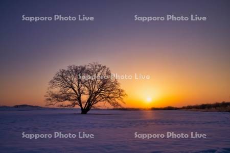 ハルニレの木と日の出