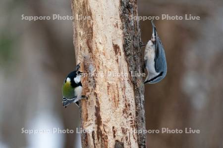 シジュウカラとゴジュウカラ