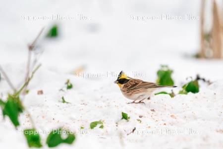 ミヤマホオジロ