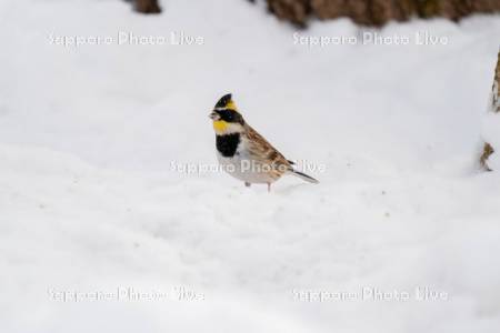 ミヤマホオジロ