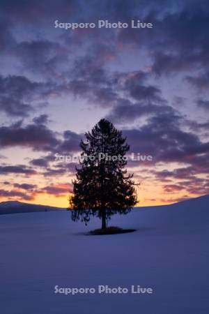 朝焼けの春よ来いの木