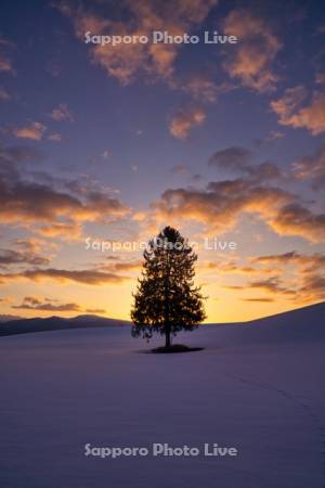 朝焼けの春よ来いの木