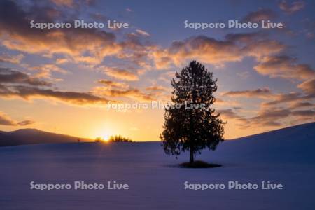 日の出と春よ来いの木