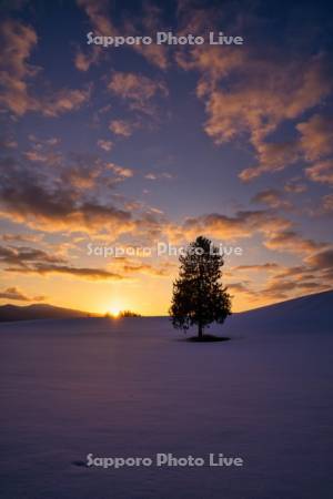 日の出と春よ来いの木