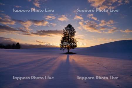 日の出と春よ来いの木