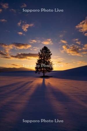 日の出と春よ来いの木