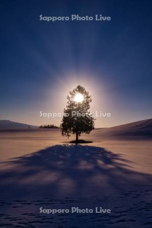 日の出と春よ来いの木