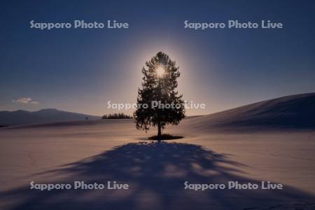 日の出と春よ来いの木