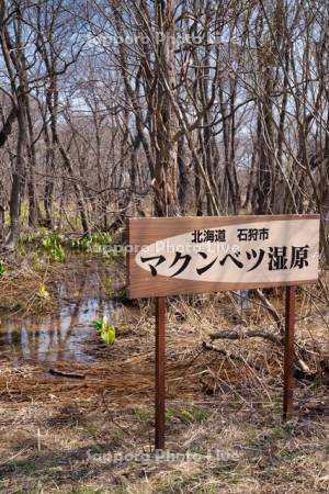 マクンベツ湿原