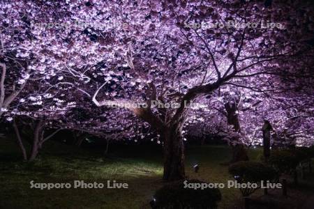松前公園ライトアップ