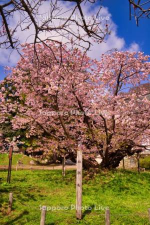 光善寺　血脈桜