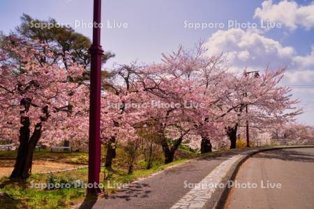 さくら橋