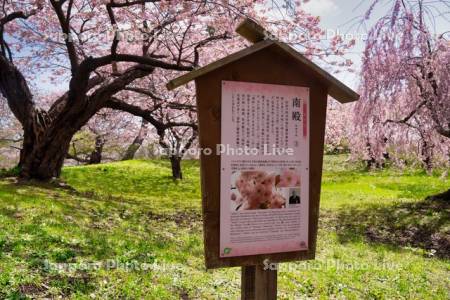 松前公園南殿　桜