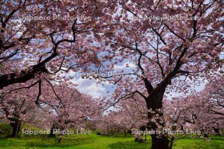 松前公園南殿　桜