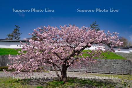 松前公園　城壁と桜