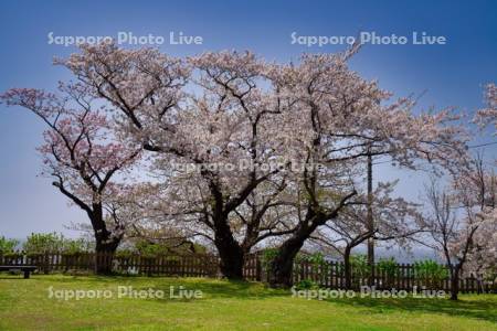 松前公園の桜