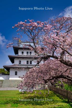 松前城と桜
