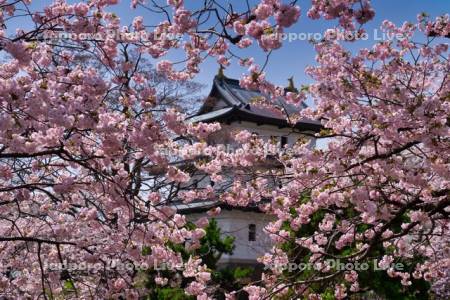 松前城と桜
