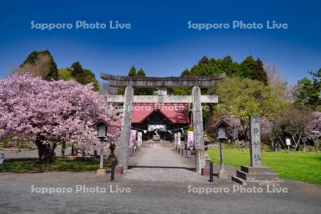 松前神社と桜